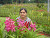 Aparna Pradhan